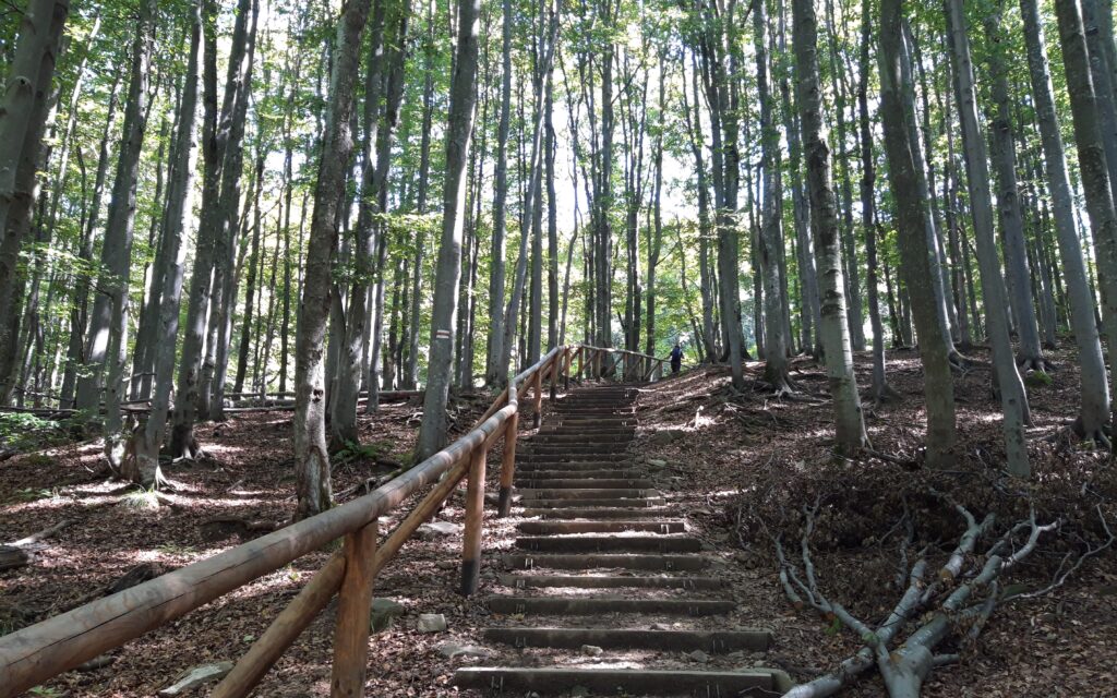 Obrazek posiada pusty atrybut alt; plik o nazwie Odcinek-lesny-schody-1024x640.jpg