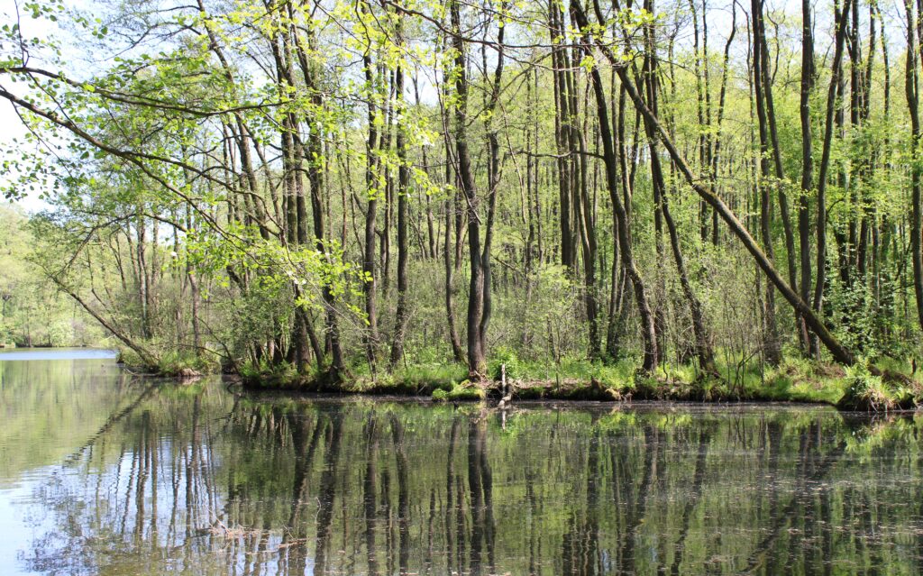 Malownicza sceneria w rezerwacie „Niebieskie Źródła” w Tomaszowie Mazowieckim – drzewa odbijające się w spokojnej wodzie kanałów. Słoneczne światło tworzy efektowne refleksy na tafli wody.