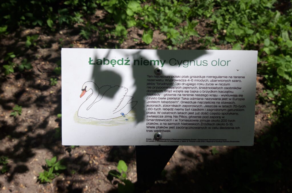 Tabliczka informacyjna o łabędziu niemym, ustawiona wzdłuż ścieżki spacerowej nad kanałem w rezerwacie „Niebieskie Źródła” – jednej z najcenniejszych atrakcji przyrodniczych Tomaszowa Mazowieckiego.
