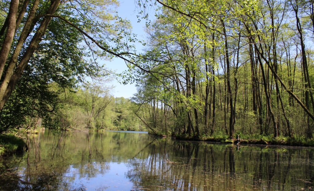 Kanał wodny otoczony bujną roślinnością w rezerwacie „Niebieskie Źródła”. To jedno z najpiękniejszych miejsc na spacer w Tomaszowie Mazowieckim.