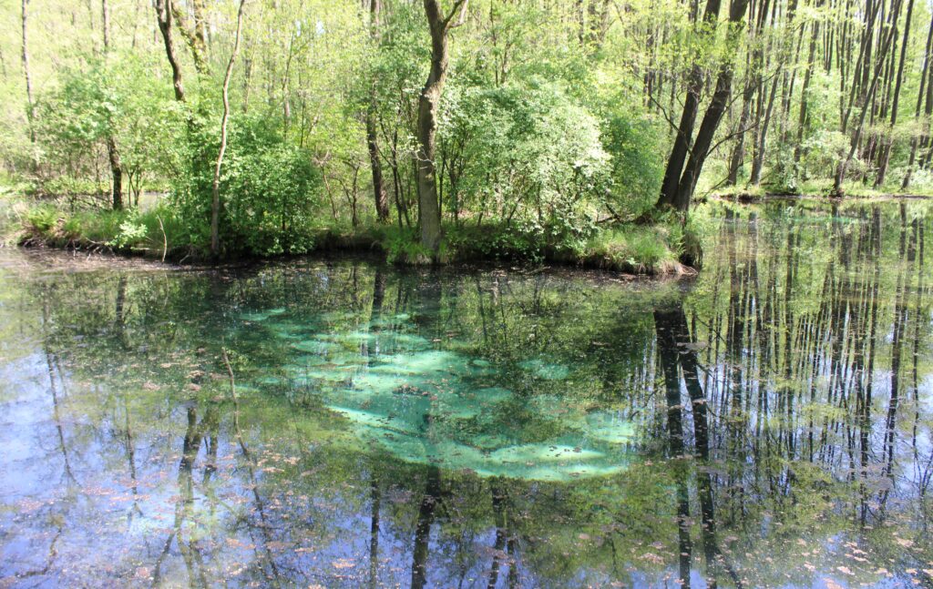 Turkusowa woda wypływająca ze źródeł krasowych w rezerwacie „Niebieskie Źródła” w Tomaszowie Mazowieckim. Na powierzchni unoszą się liście, a otaczająca przyroda dodaje uroku temu malowniczemu miejscu.