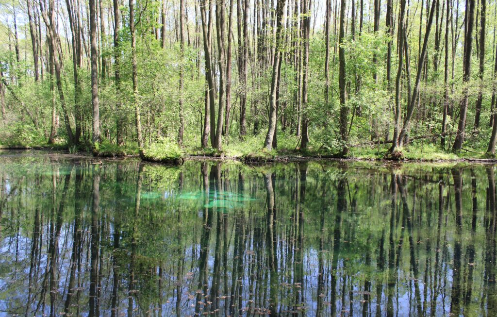 Zbliżenie na wywierzyska krasowe, które są jedną z największych atrakcji Tomaszowa Mazowieckiego. W przejrzystej, błękitnej wodzie widoczne są wirujące osady i odbicia otaczających drzew.